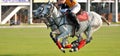 Selective focus the horse running at the same time, The polo players ride their horses during a match,  2 Horse full speed in Polo Royalty Free Stock Photo