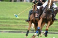 Horses Polo Run In The Game.