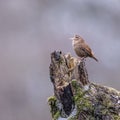 Selective focus of the House Wren standing on a tree and singing Royalty Free Stock Photo