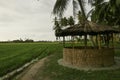 Selective focus of a hut surrounding by paddy field and coconut tree Royalty Free Stock Photo