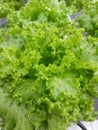 Hydroponic vegetable plants