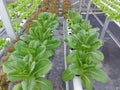 Hydroponic vegetable plants