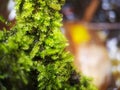 Selective focus of Hypnum moss on blurred background Royalty Free Stock Photo