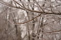 Details of ice coating branches in Winter Royalty Free Stock Photo