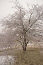 Hawthorn tree covered in thick layer of ice after storm Royalty Free Stock Photo