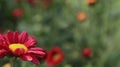 Chrysanthemum blooming Outdoor gardening blurred background Royalty Free Stock Photo