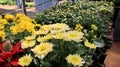 Chrysanthemum blooming Outdoor gardening blurred background Royalty Free Stock Photo