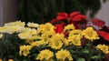 Chrysanthemum blooming Outdoor gardening blurred background Royalty Free Stock Photo