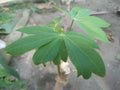 Selective focus image of green Cassava leaves