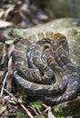 Carpet Python Coiled in the Sun