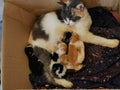 Mother cat breastfeeding her kittens in the box. Royalty Free Stock Photo