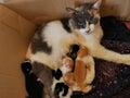 Mother cat breastfeeding her kittens in the box. Royalty Free Stock Photo