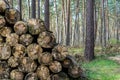 A selective focus image of a pile of lumber in the forest Royalty Free Stock Photo