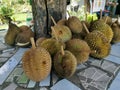 Tropical fruit known as Durian king of fruits.