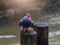 Selective focus of an Inca tern bird Royalty Free Stock Photo