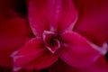 Selective Focus of Inside of Pink Iris Flower