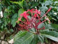 Selective focus Ixora chinensis is a tropical evergreen shrub in the family Rubiaceae native to southern China to Malaysia