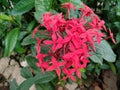 Selective focus Ixora chinensis is a tropical evergreen shrub in the family Rubiaceae native to southern China to Malaysia