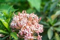 Ixora flower blossom in a garden. Pink white spike flower. Rubiaceae flower. Ixora coccinea flower in the