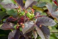 Selective focus on JATROPHA GOSSYPIPOLIA plant with it's fruits and beautiful colorful leaves