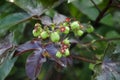 Selective focus on JATROPHA GOSSYPIPOLIA plant with it's fruits and beautiful colorful leaves.