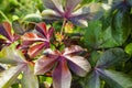 Selective focus on JATROPHA GOSSYPIPOLIA plant with it's fruits and beautiful colorful leaves.