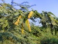 Selective Focus Of juliflora Tree Fruits And Leaves Royalty Free Stock Photo