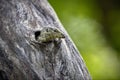 Selective focus of a jumping lizard in the hollow of a tree in Sri Lanka Royalty Free Stock Photo