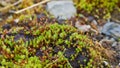 Selective focus of the Juniper haircap moss on the wet ground during the daytime Royalty Free Stock Photo