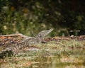 Selective focus of a Juvenile American crocodile with an open mouth near the blurred river Royalty Free Stock Photo