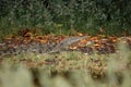 Selective focus of a Juvenile American crocodile with an open mouth near the blurred river Royalty Free Stock Photo