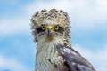 Selective focus of a juvenile Crested Serpent Eagle (Spilornis cheela) with a sharp gaze Royalty Free Stock Photo