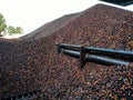 Selective focus.Kernal palm seeds above the loading bay.