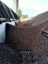 Selective focus.Kernal palm seeds above the loading bay.