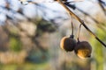 Selective focus of kiwis growing on a tree branch