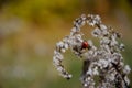 Selective focus on ladybug crawling on inflorescences of dry grass on green and yellow background with copy space. Natural