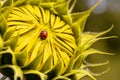Selective focus of ladybug on sunflower. close up of sunflower background. warm filter