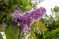 Selective focus Lagerstroemia Speciosa flower are blooming in a garden. Beautiful sweet purple flower.Common name know Giant crepe Royalty Free Stock Photo