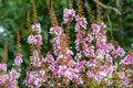 Selective focus Lagerstroemia Speciosa flower are blooming in a garden. Beautiful sweet purple flower.Common name know Giant crepe Royalty Free Stock Photo