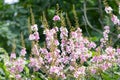 Selective focus Lagerstroemia Speciosa flower are blooming in a garden. Beautiful sweet purple flower.Common name know Giant crepe Royalty Free Stock Photo