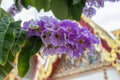 Selective focus Lagerstroemia Speciosa flower are blooming in a garden. Beautiful sweet purple flower.Common name know Giant crepe Royalty Free Stock Photo