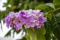 Selective focus Lagerstroemia Speciosa flower are blooming in a garden. Beautiful sweet purple flower.Common name know Giant crepe Royalty Free Stock Photo