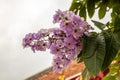 Selective focus Lagerstroemia Speciosa flower are blooming in a garden. Beautiful sweet purple flower.Common name know Giant crepe Royalty Free Stock Photo