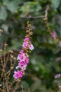 Selective focus Lagerstroemia Speciosa flower are blooming in a garden. Beautiful sweet purple flower.Common name know Giant crepe Royalty Free Stock Photo