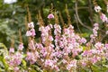 Selective focus Lagerstroemia Speciosa flower are blooming in a garden. Beautiful sweet purple flower.Common name know Giant crepe Royalty Free Stock Photo