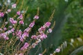 Selective focus Lagerstroemia Speciosa flower are blooming in a garden. Beautiful sweet purple flower.Common name know Giant crepe Royalty Free Stock Photo