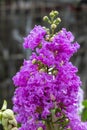 Selective focus Lagerstroemia Speciosa flower are blooming in a garden. Beautiful sweet purple flower.Common name know Giant crepe