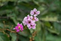 Selective focus Lagerstroemia Speciosa flower are blooming in a garden. Beautiful sweet purple flower.Common name know Giant crepe Royalty Free Stock Photo