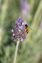 Selective focus of the Lavender flower with a bee landing in the blurred  background Royalty Free Stock Photo