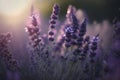 Selective focus on lavender flower in flower garden, lavender flowers lit by sunlight. Royalty Free Stock Photo